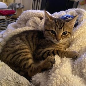 Meet your Posher, Posh